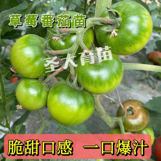 西红柿苗  绿肩草莓番茄苗—草莓红颜西红柿种苗  穴盘育苗