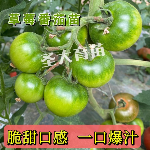 寿光市西红柿苗  绿肩草莓番茄苗—草莓红颜西红柿种苗  穴盘育苗