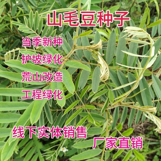 新货山毛豆种子护坡灌木种子耐旱耐酸盐碱公路铁路护坡绿化用植物