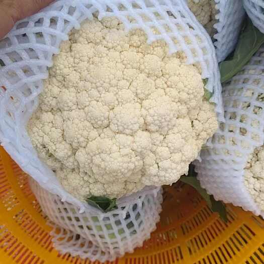 乐亭县精品散花，无黑点，花面平整，价格亲民