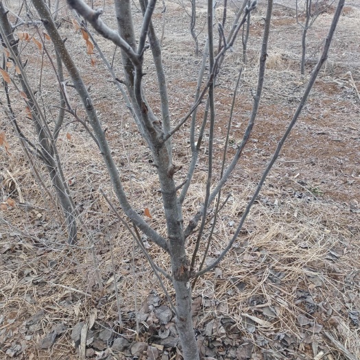 内黄县占地梨树桃树苹果树