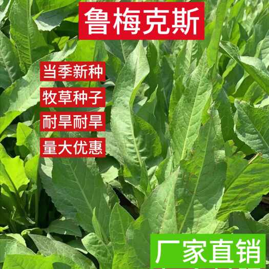 鲁梅克斯种子，俄罗斯饲料菜多年生四季牧草种子鸡鸭鹅猪牧草种籽
