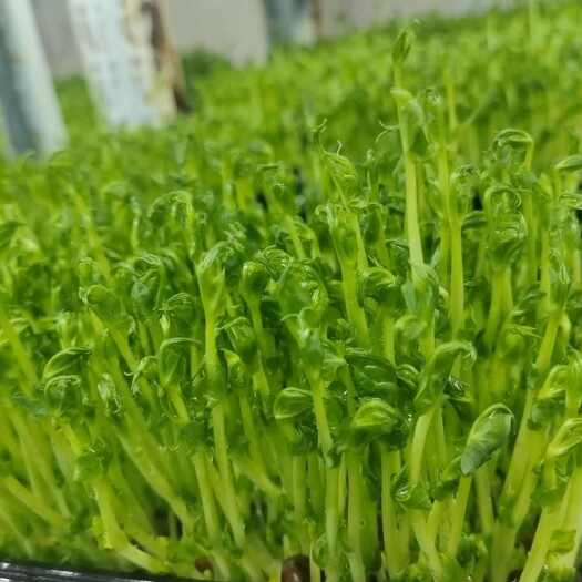  豌豆苗