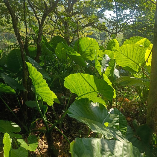 诏安县滴水观音种芋