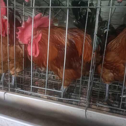 新沂市大种红瑶