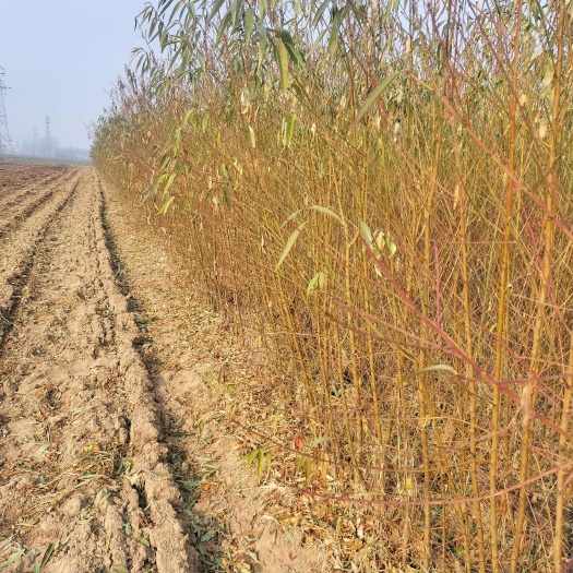 西华县激励大量供应桃树苗。