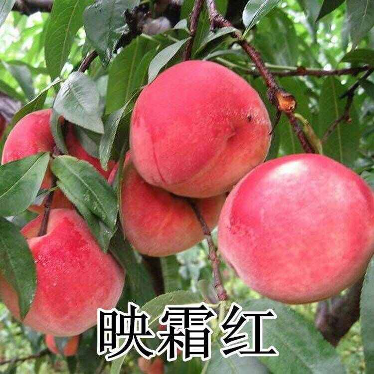 优质水蜜桃 5-11月份 脆甜多汁 嫁接成品苗