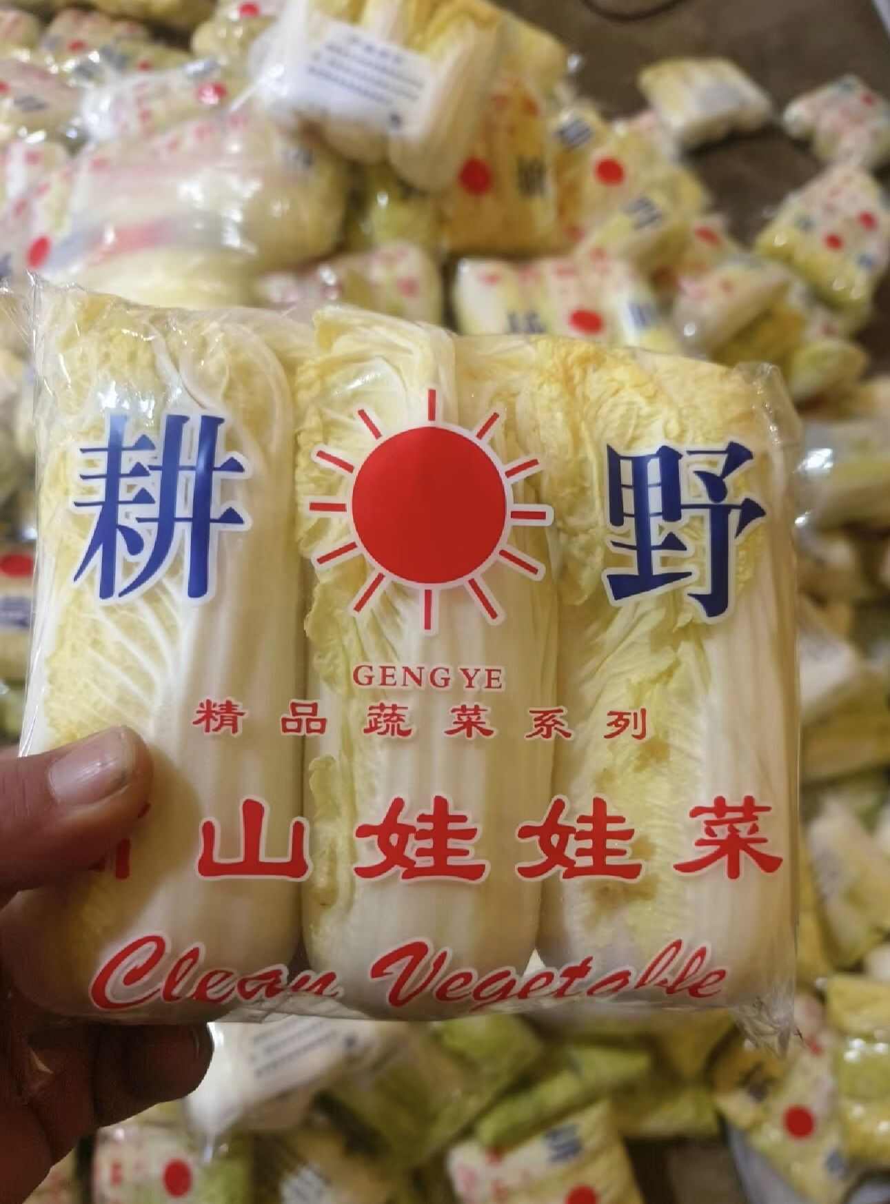 张北娃娃菜 河北娃娃菜 黄心娃娃菜 张家口娃娃菜