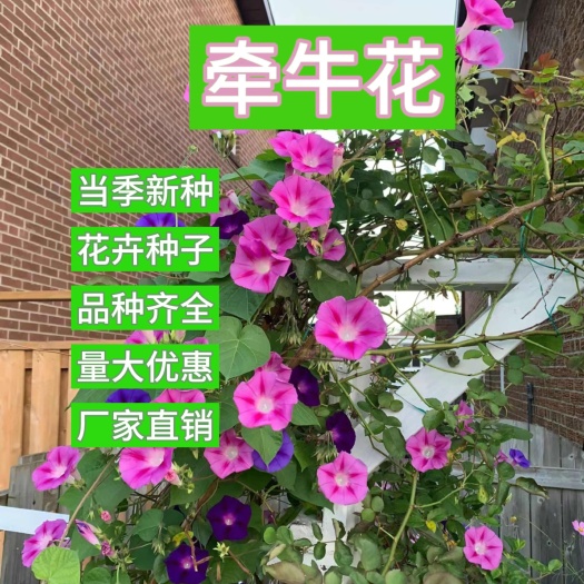 苏州爬藤大牵牛花种子，喇叭花一年四季爬藤花卉四季庭院，喇叭花种子