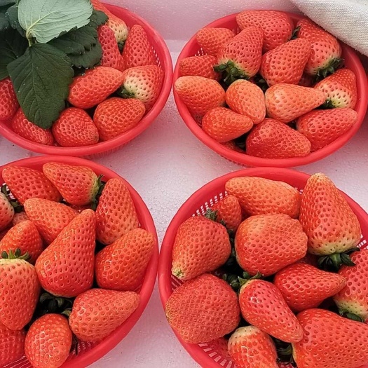 中牟县精品草莓
