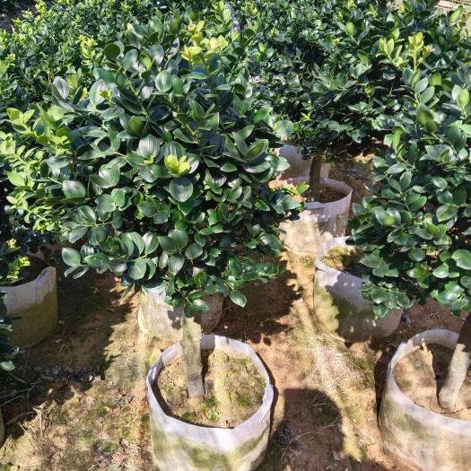 漳平市圆叶竹柏