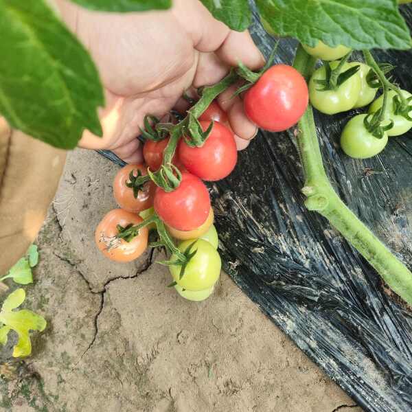 山东莘县圣女果，千禧贝贝小番茄，樱桃小柿子，小西红柿