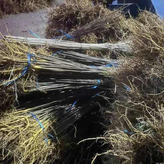 绥宁县基地大量厚皮黄柏种苗批发，欢迎实地考察