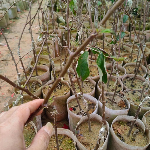 灵山县青枣苗