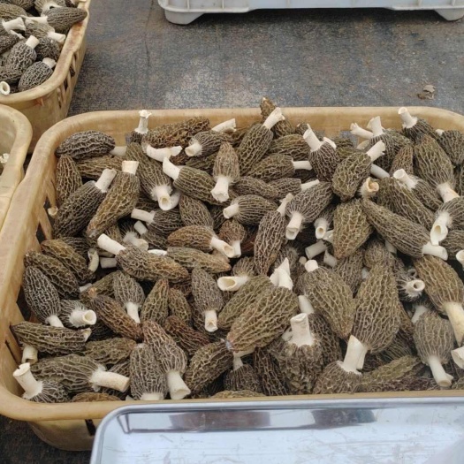 羊肚菌