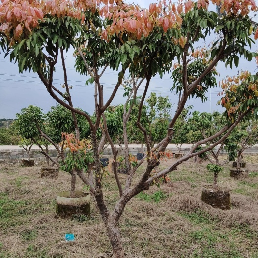 灵山县桂味荔枝嫁接大树果苗，地径粗3-20公分，当年结果树