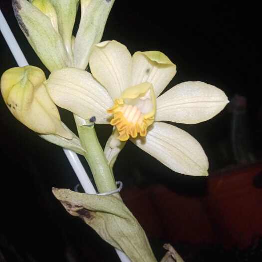 芒市鹤顶兰黄金素荷，花期2～4月，一剑多花6～18朵左