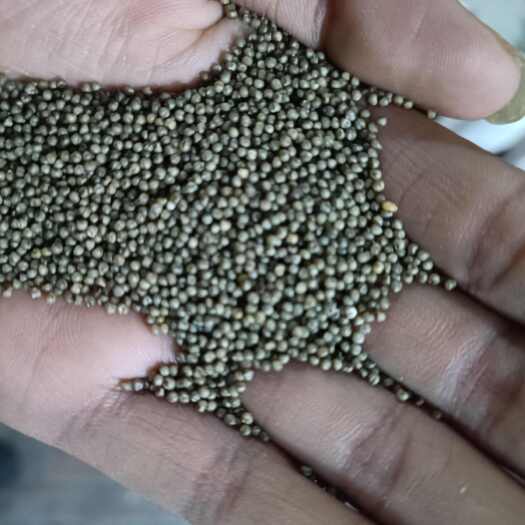 黑小米大量批发黑小米 农家现货熬粥黑小米 量大从优