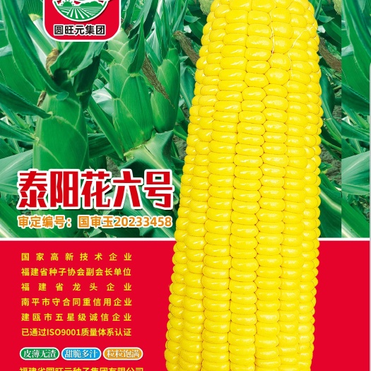 济南泰阳花六号国审泰系甜玉米种子