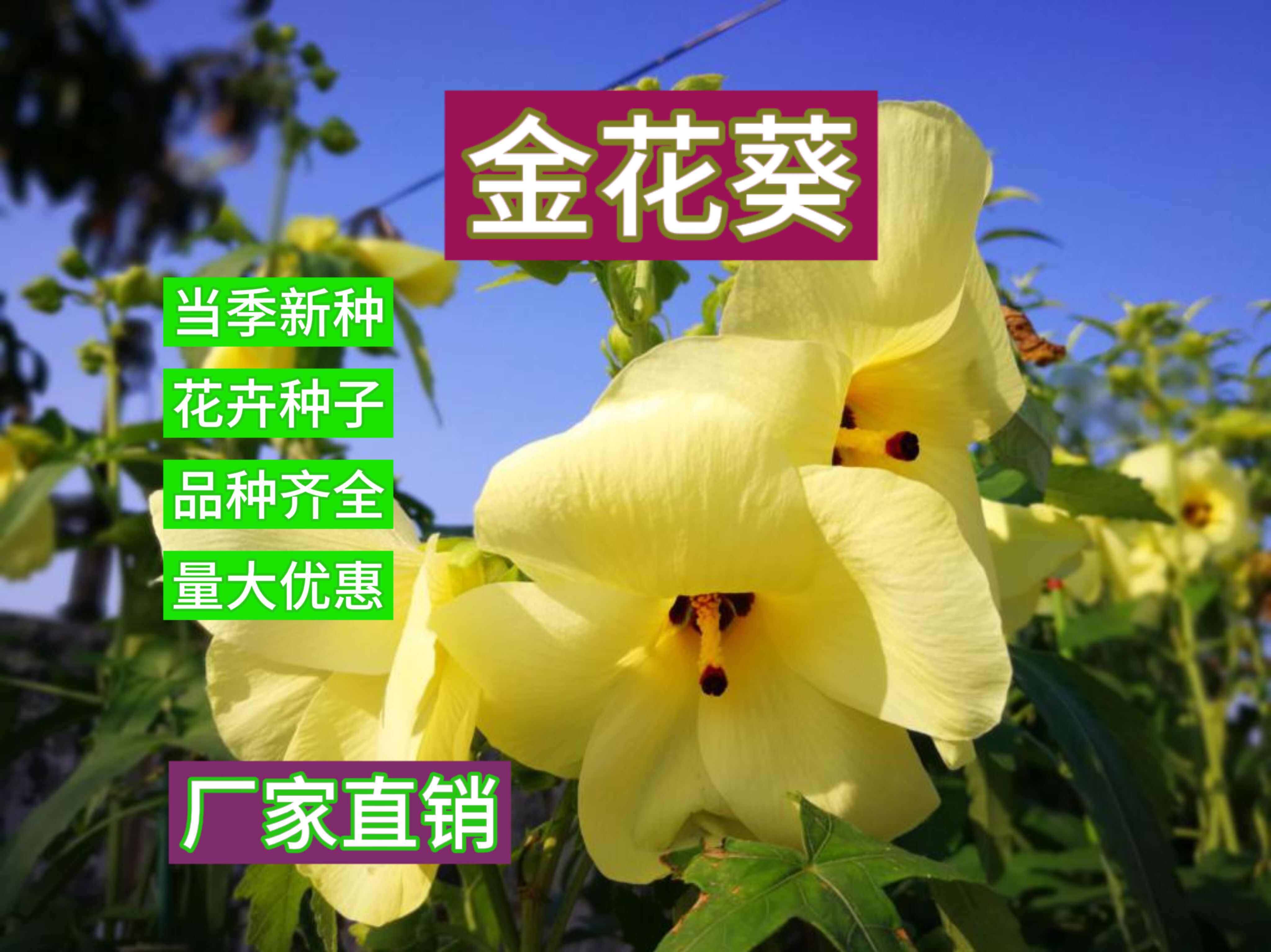 金花葵种子菜芙蓉无限开花观赏农业花卉产业观光野芙蓉黄蜀种子