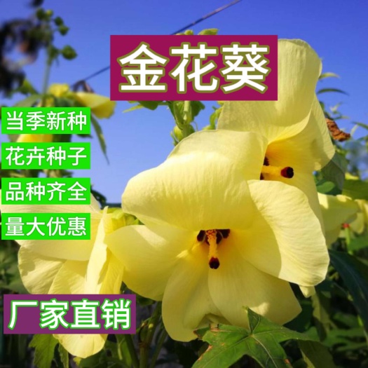 金花葵种子菜芙蓉无限开花观赏农业花卉产业观光野芙蓉黄蜀种子