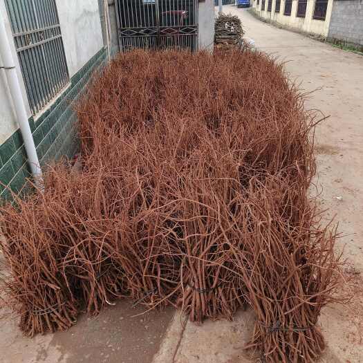 全州县千斤拔