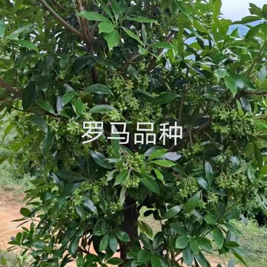 陆川县罗马八角苗