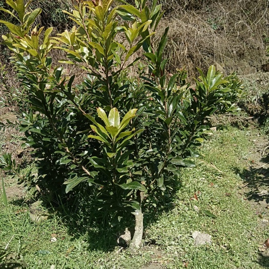 靖州县一年苗杨梅杯苗