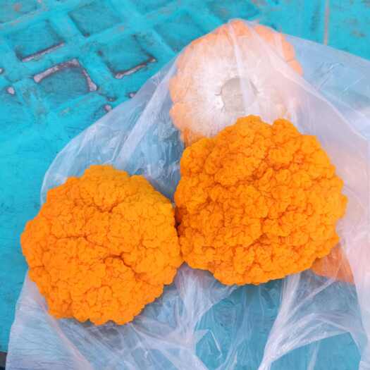 淇县金耳菌，素中燕窝之称，含丰富植物胶原蛋白，食疗佳