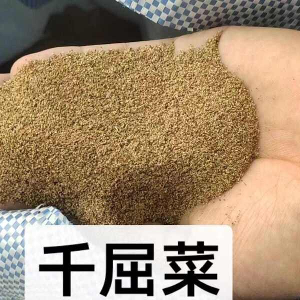 千屈菜种子水生植物对叶莲多年生宿根花草湿地鱼池河道庭院花种籽