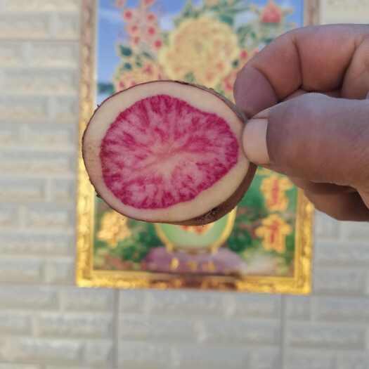 云南大理剑川特产七彩土豆