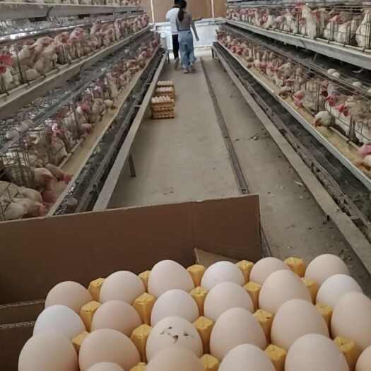 高州市新鲜鸡蛋 现捡现发