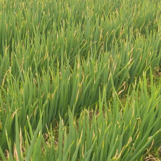 大竹县大葱