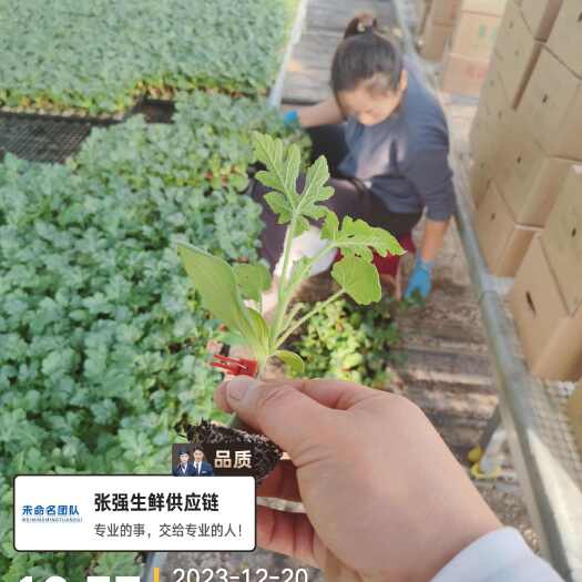 聊城玉菇甜瓜种苗