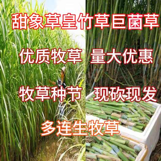 甜象草种节批发皇竹草种节批发 巨菌草种节批发养殖饲料猪牛羊鱼