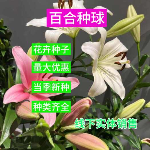 苏州香水百合种球四季开花室内外盆栽花卉绿植耐寒易养活重瓣浓香