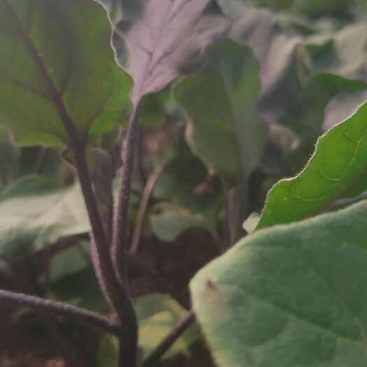 资阳二荆条辣椒苗