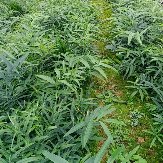 叙永县黄精苗多花姜型不倒苗甜黄精