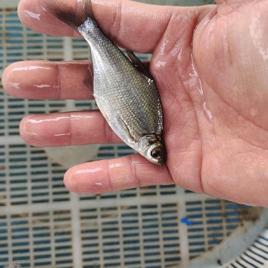 沭阳县鳊鱼苗