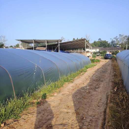 自贡150亩河边地转让，设施设备齐全，现种植蔬菜