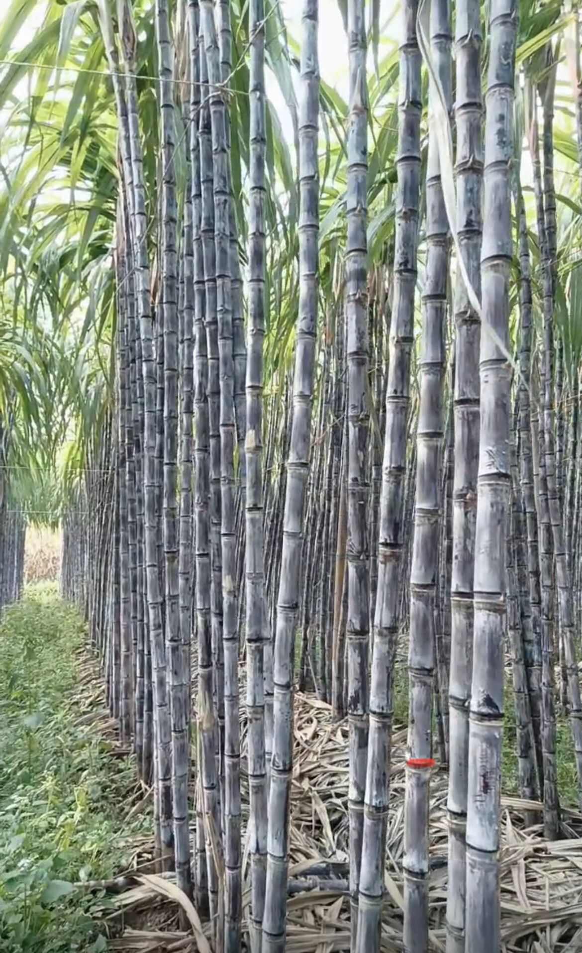 黑皮甘蔗