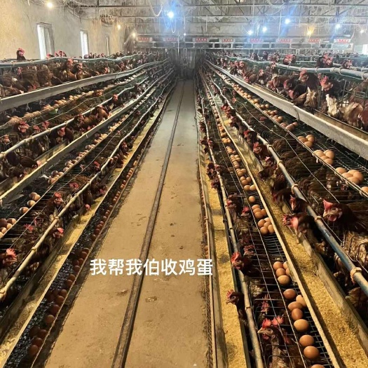 鲁山县产地直销 精品柴鸡土鸡蛋