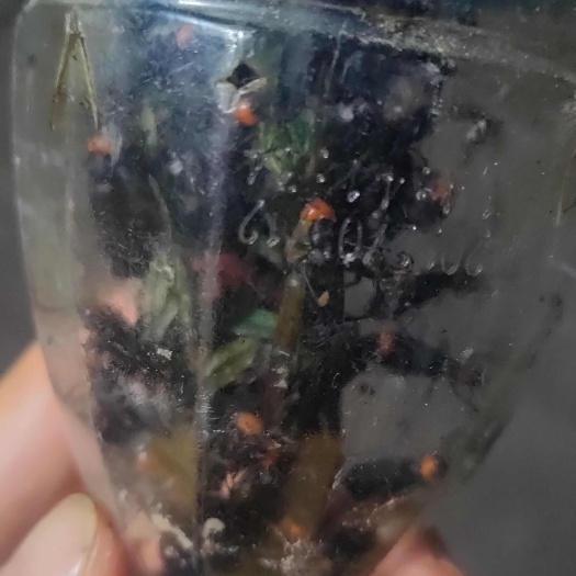 黎平县芫菁，红头芫菁，贵州品种下单捕捉，量大请详情咨询，请直接下单