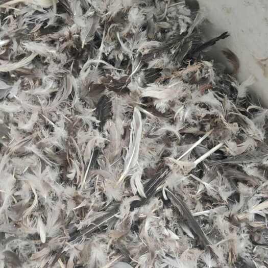 阳江鹅毛谁收购