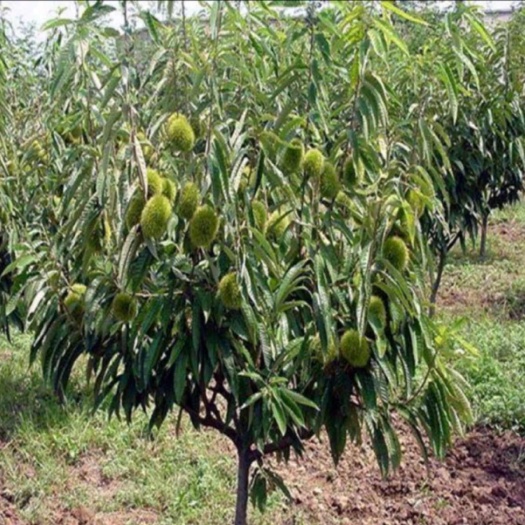 板栗