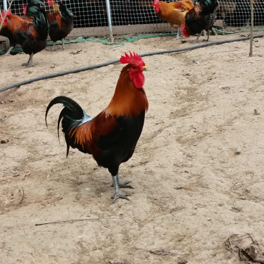 简阳市土鸡
