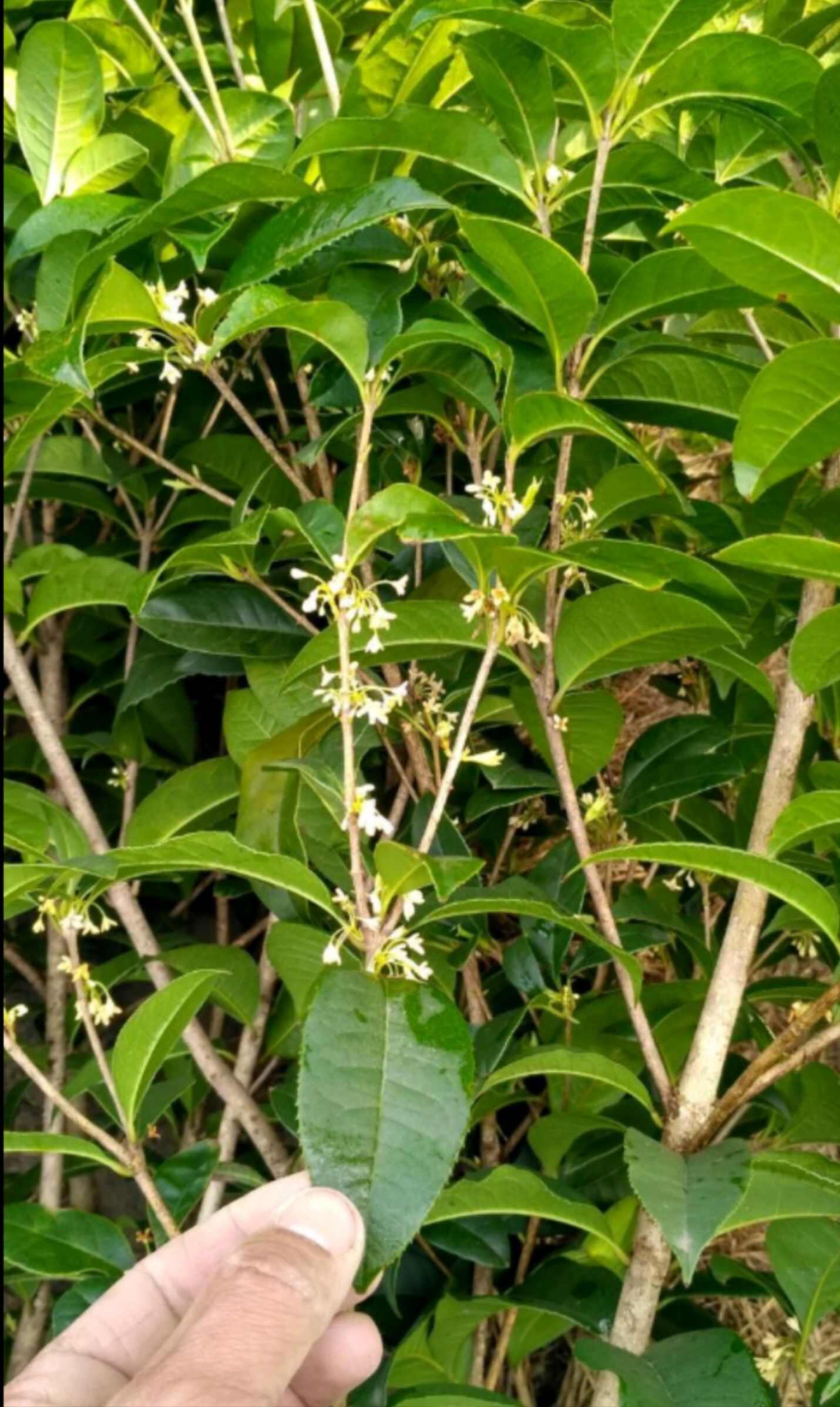 四季桂花苗