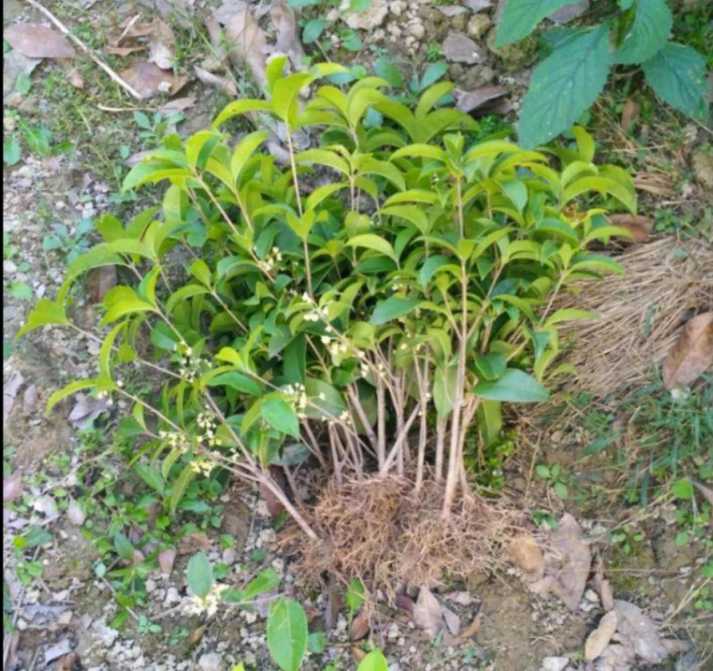 四季桂花苗