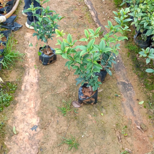 阳朔县供应四季桂花苗需要的规格请联系详谈