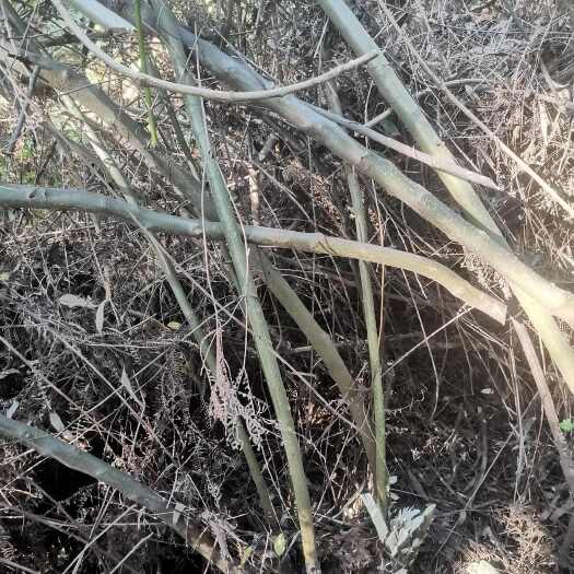厦门称星树，也叫岗梅，员工自采，药材用，大量鲜货